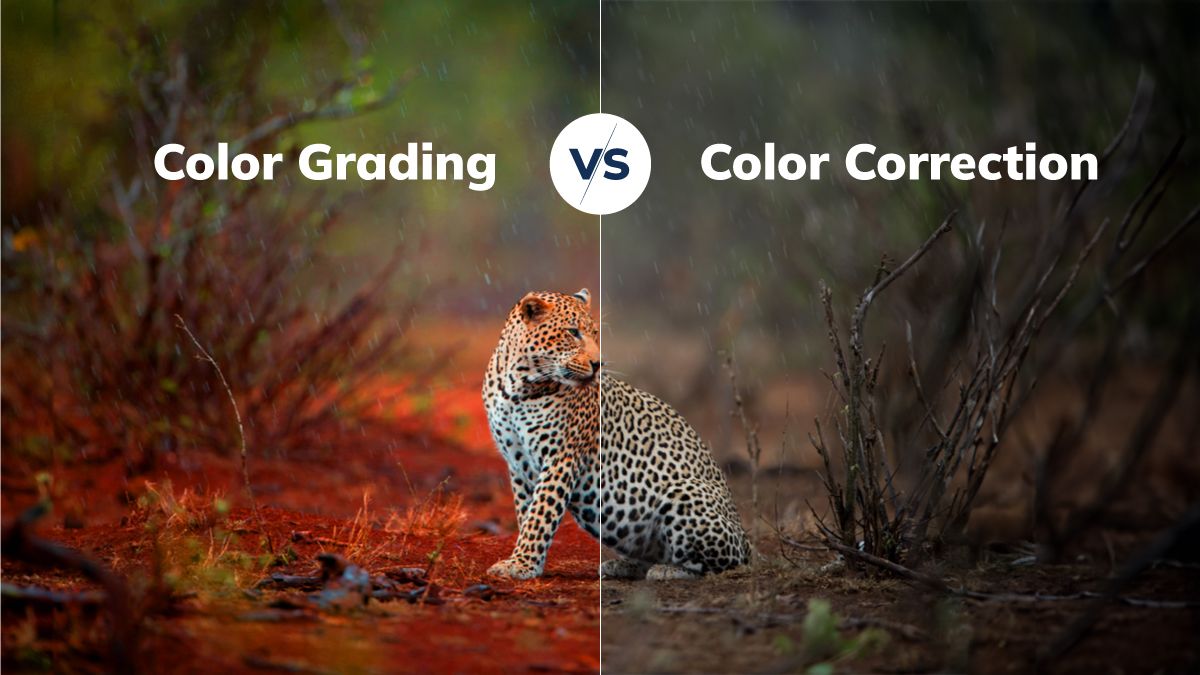 Color Grading vs Color Correction Which One Wins?